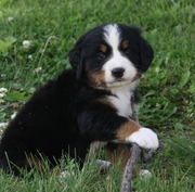 Quality Bernese Mountain Dog Puppies For Sale 